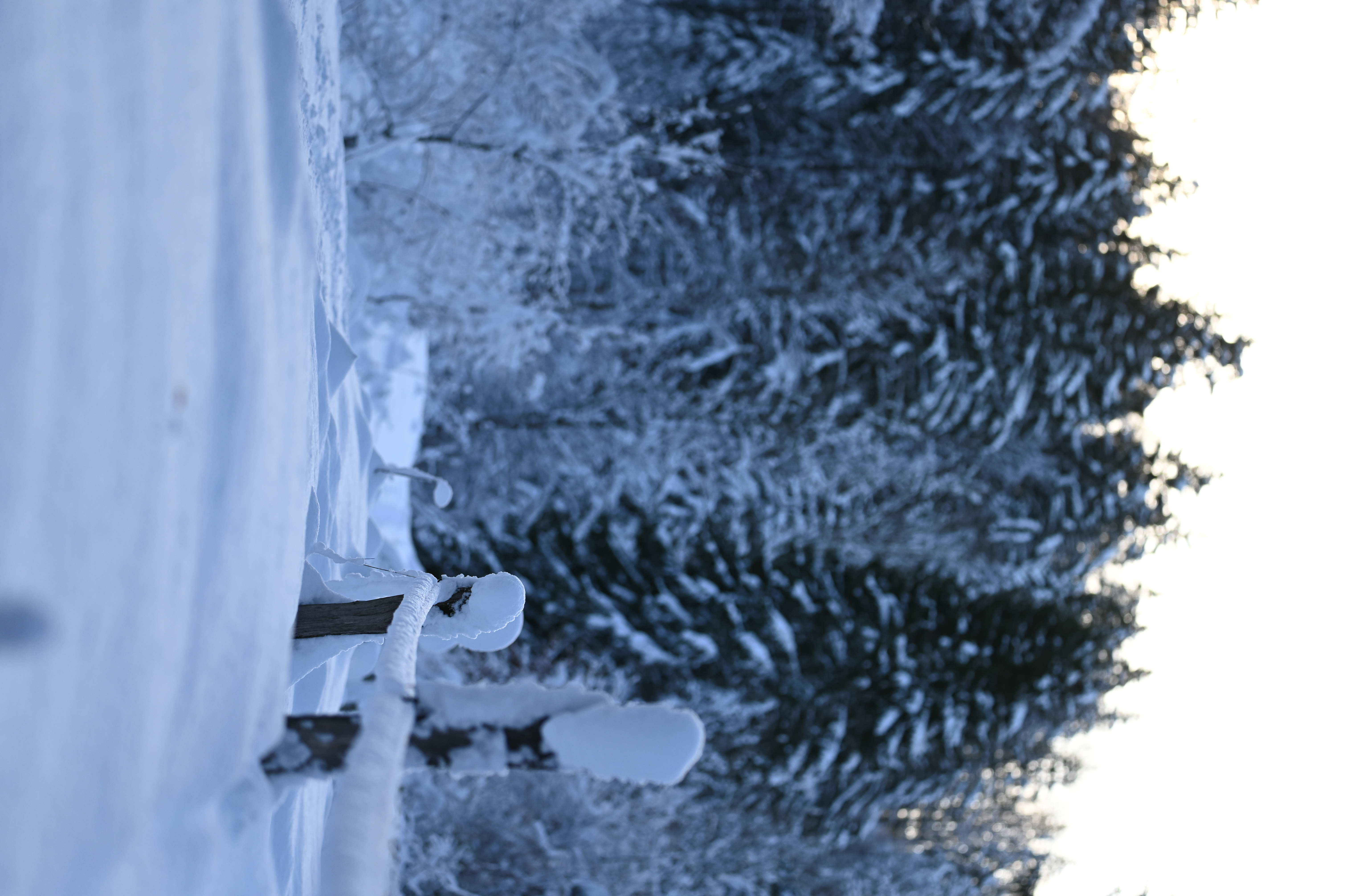 Sous la neige