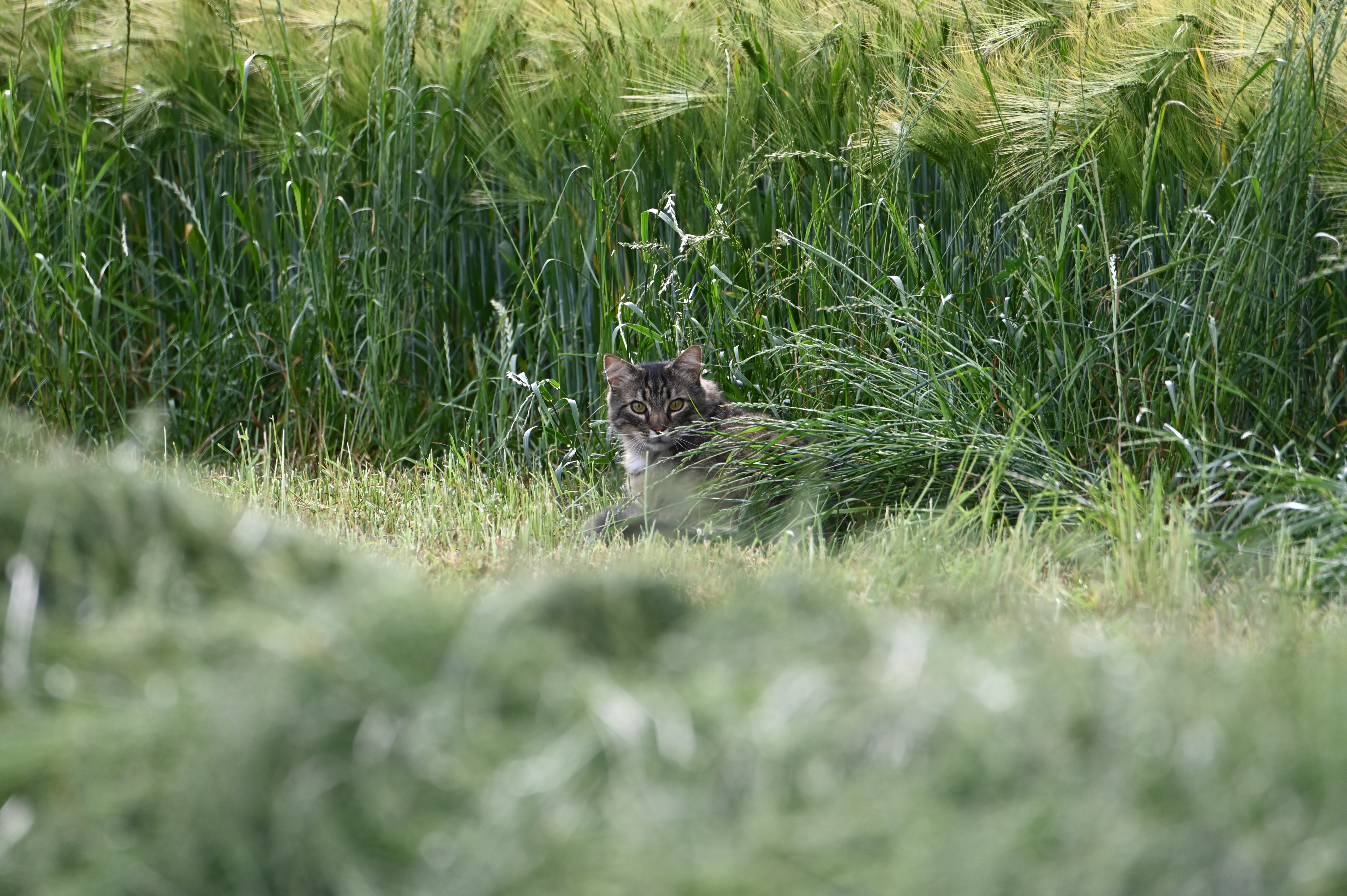 Chat en Vadrouille