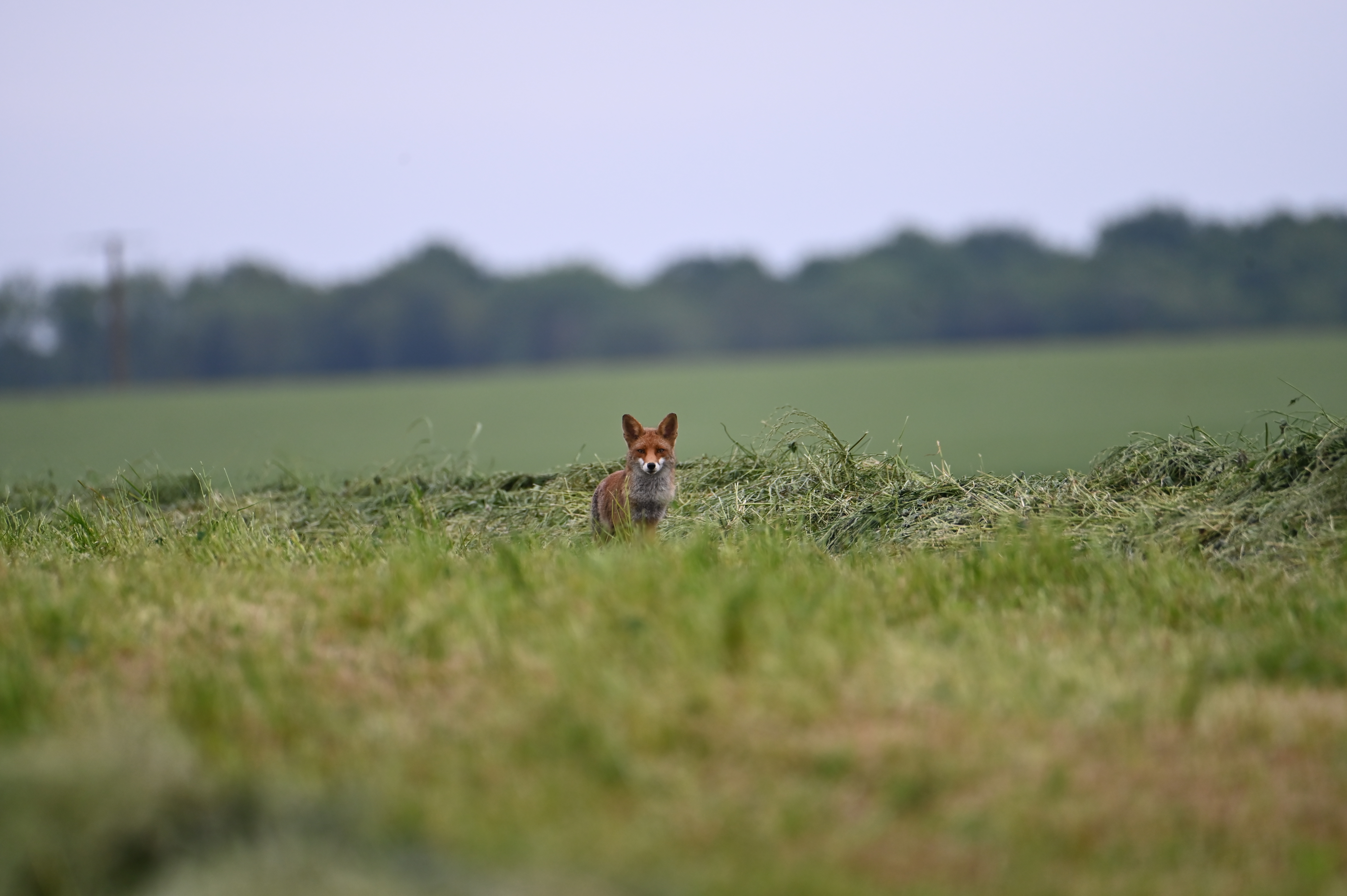 Renard