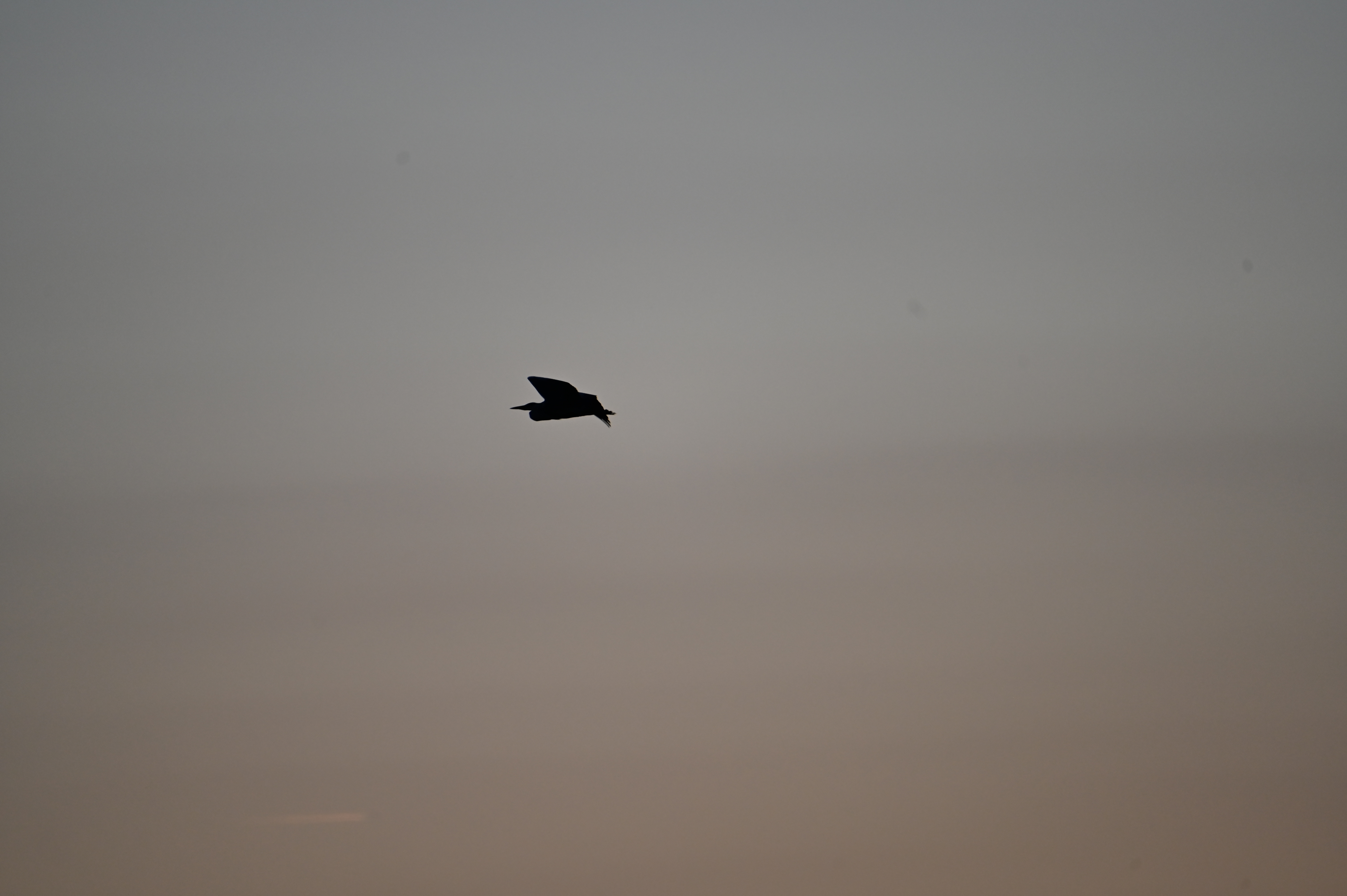 Héron au Crépuscule
