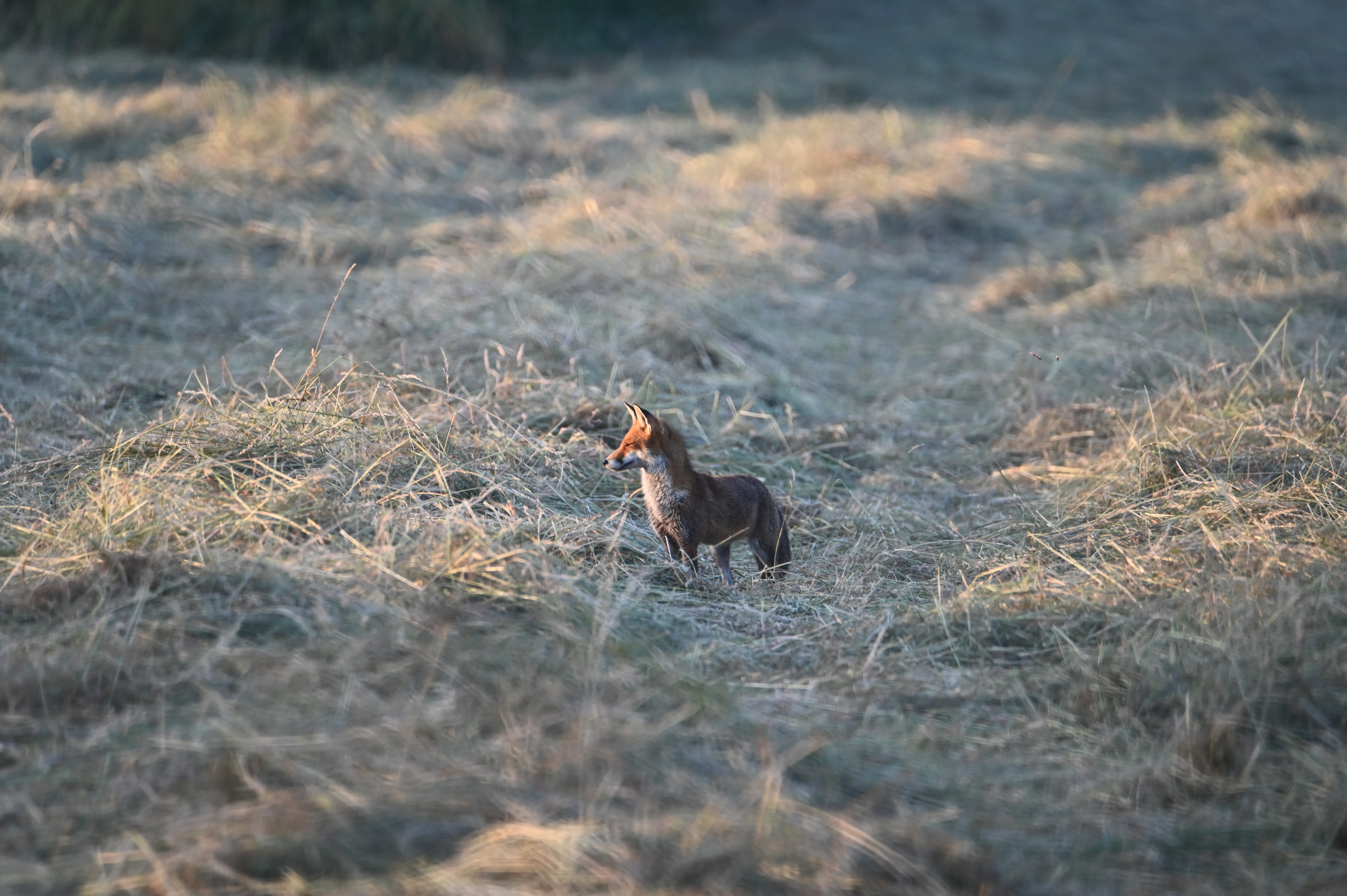 Renard au Crépuscule