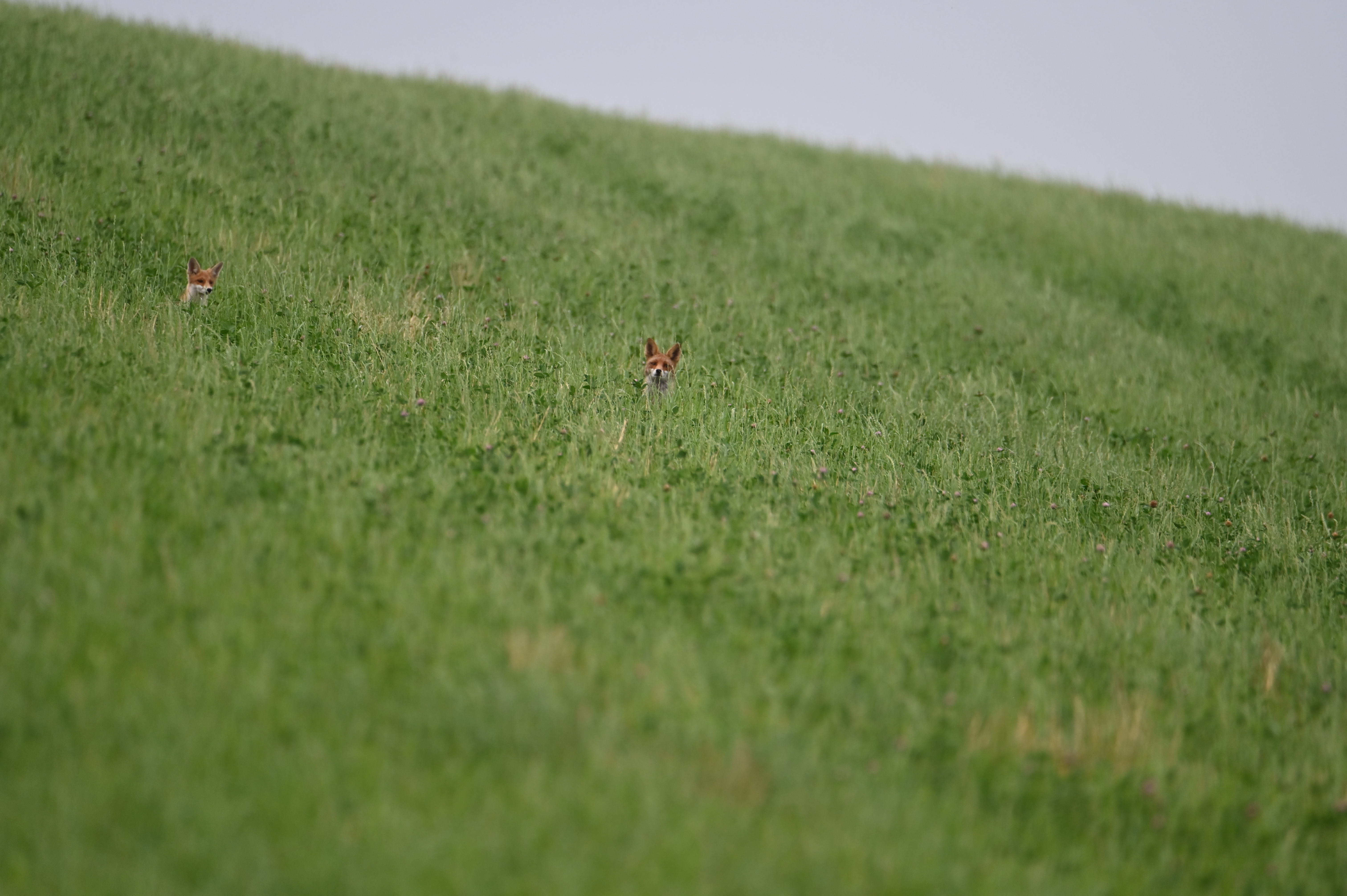 Cache-Cache avec le Renard