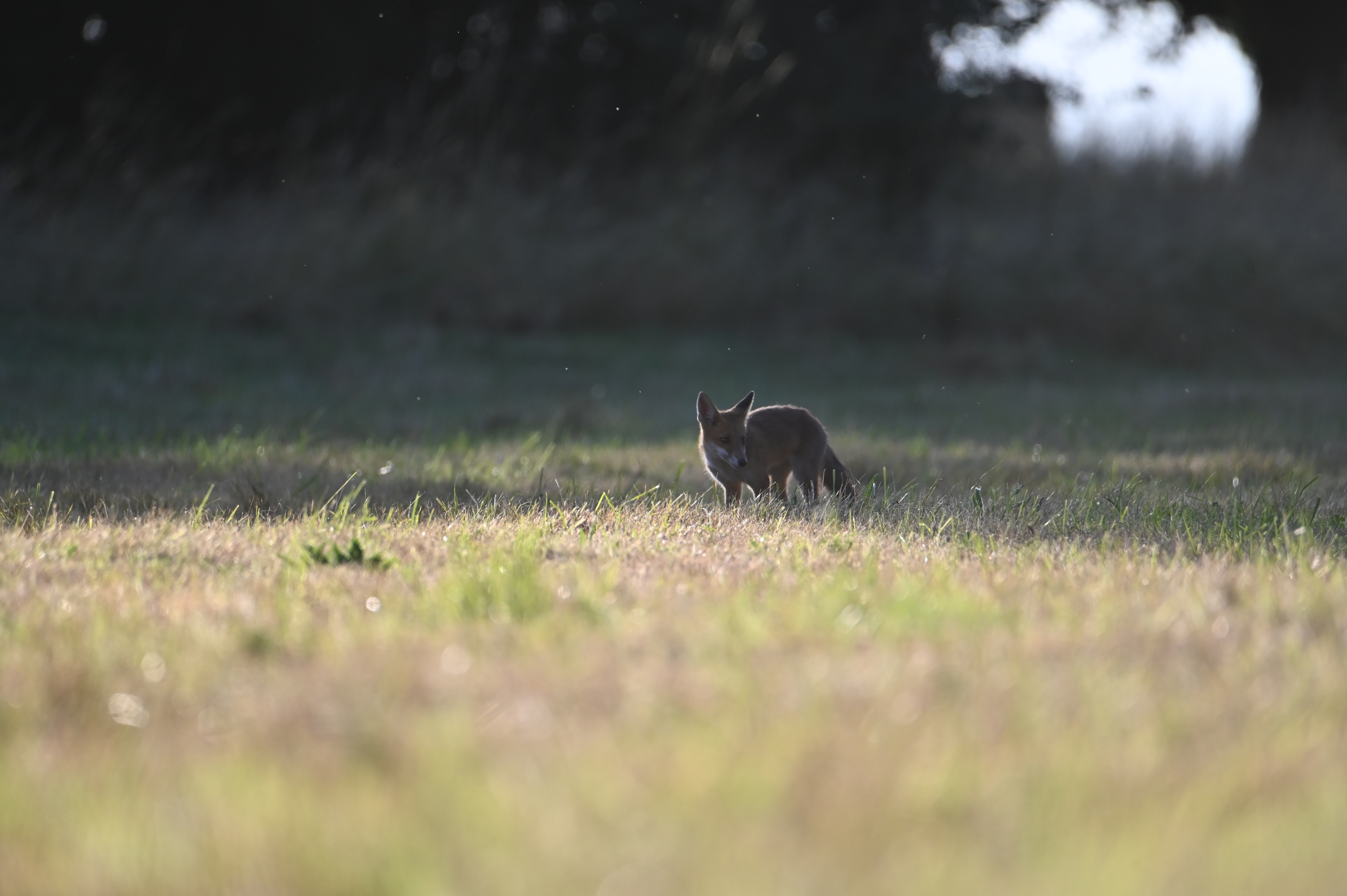 L'éveil du renard
