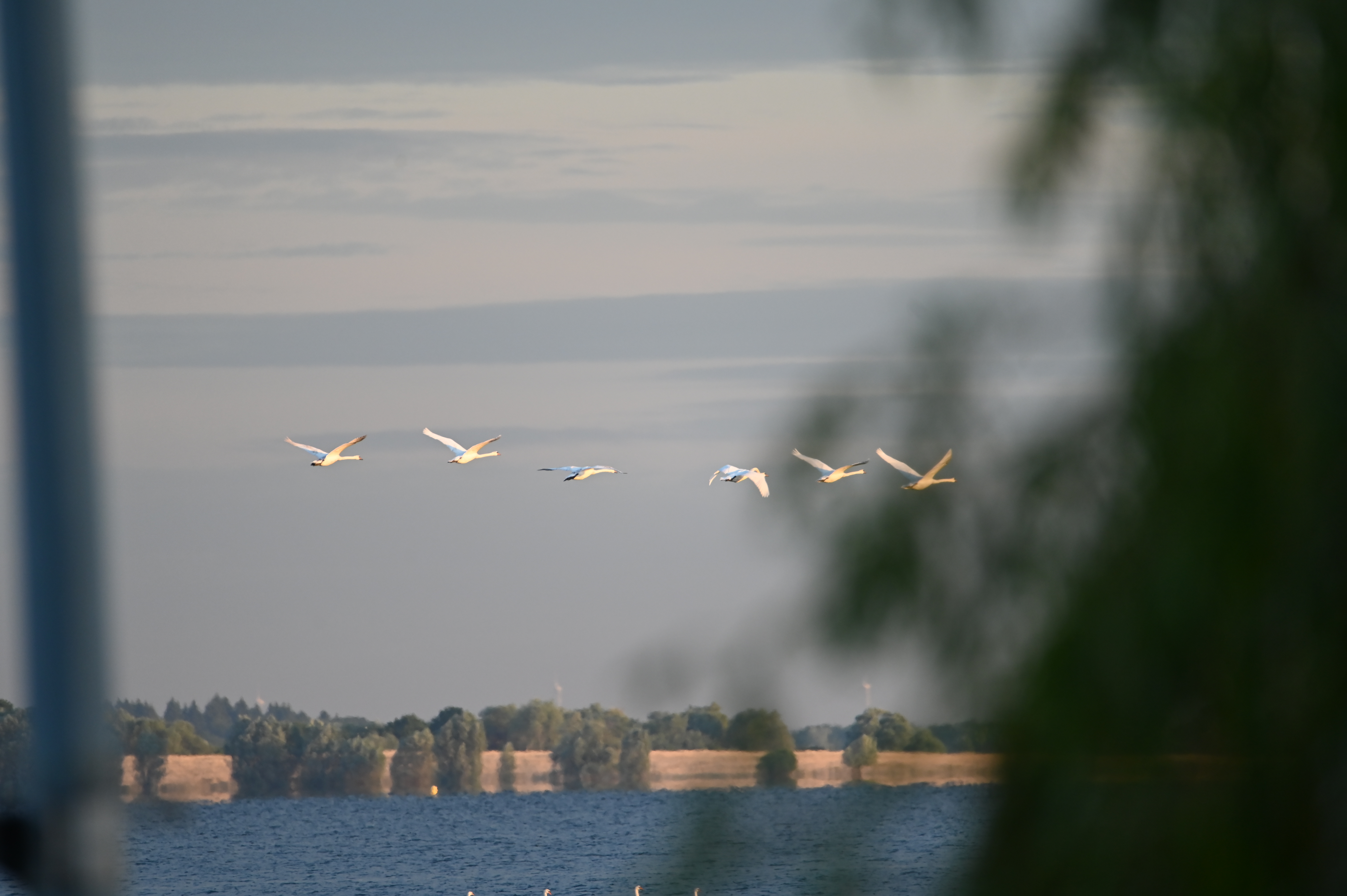 Cygnes
