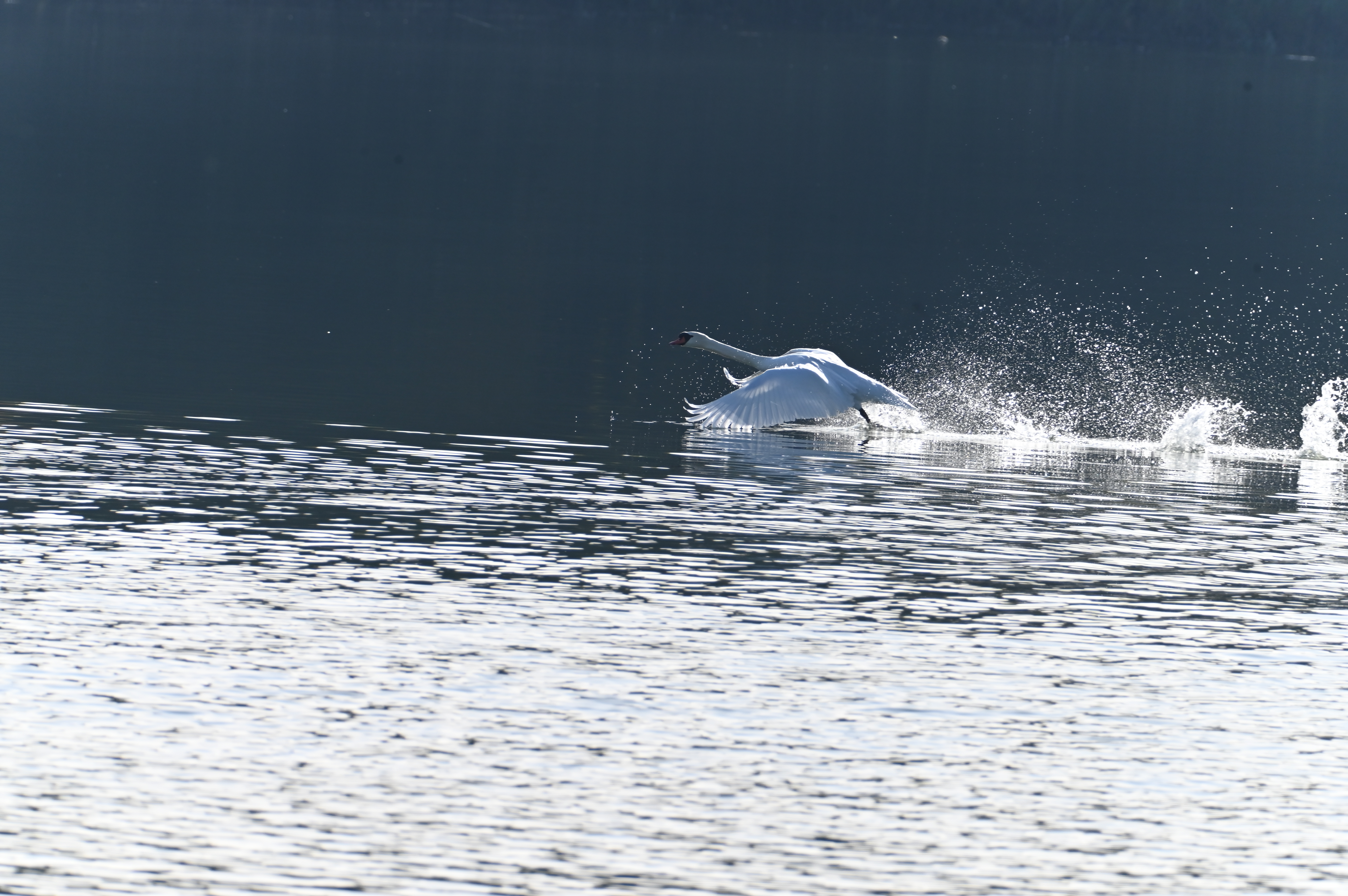 Courir sur l'eau