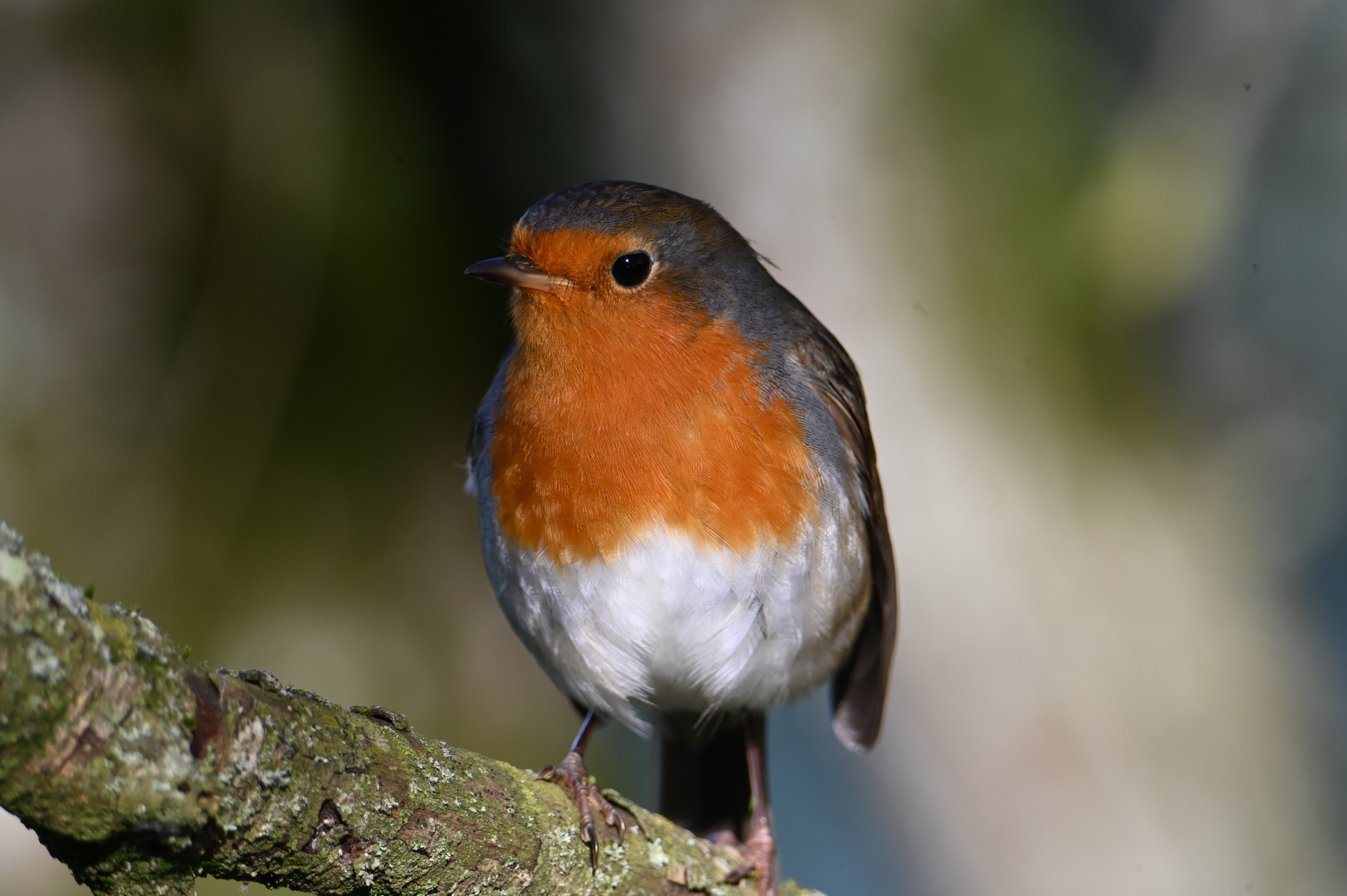 Rouge-Gorge