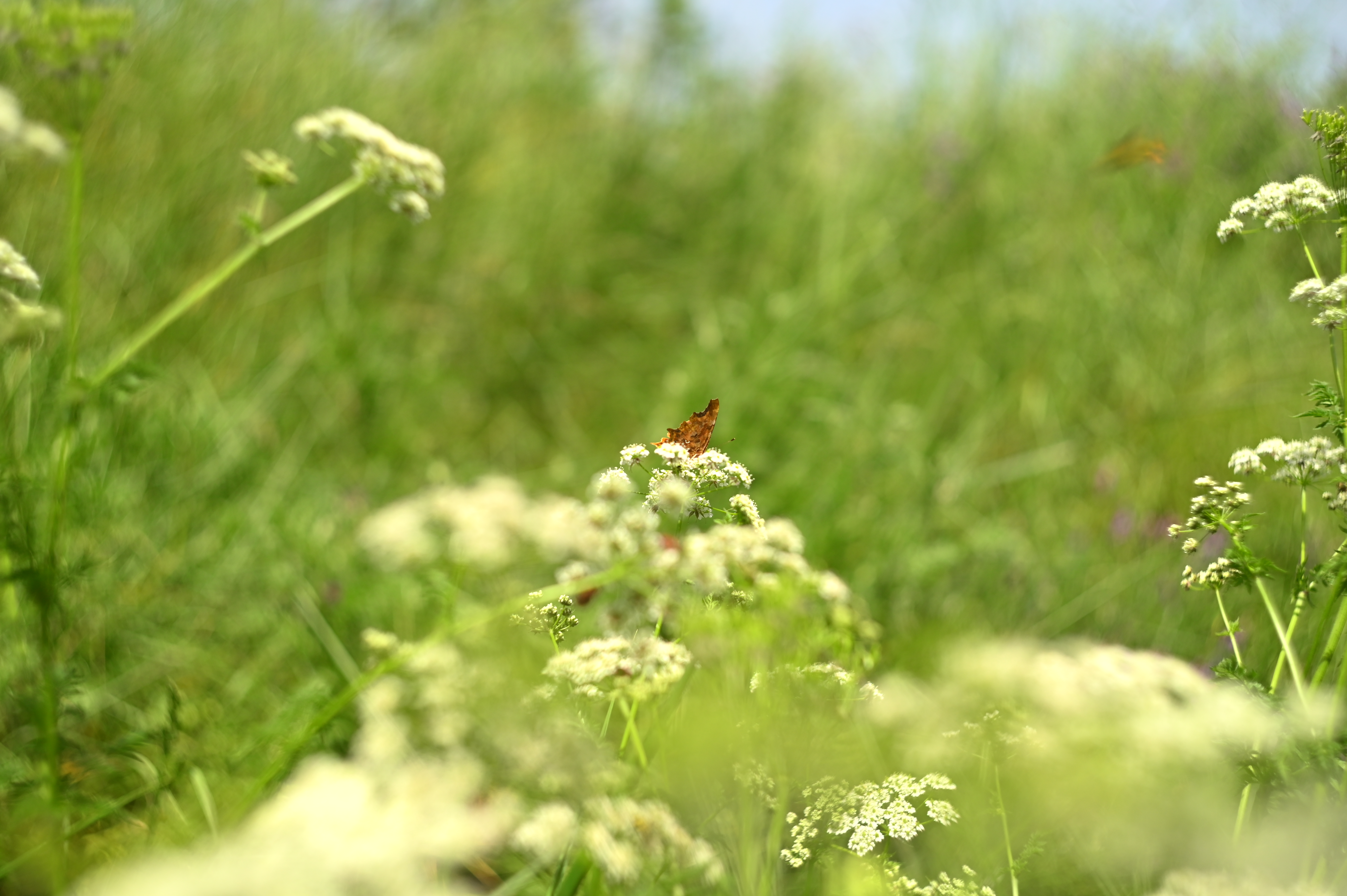 Papillon