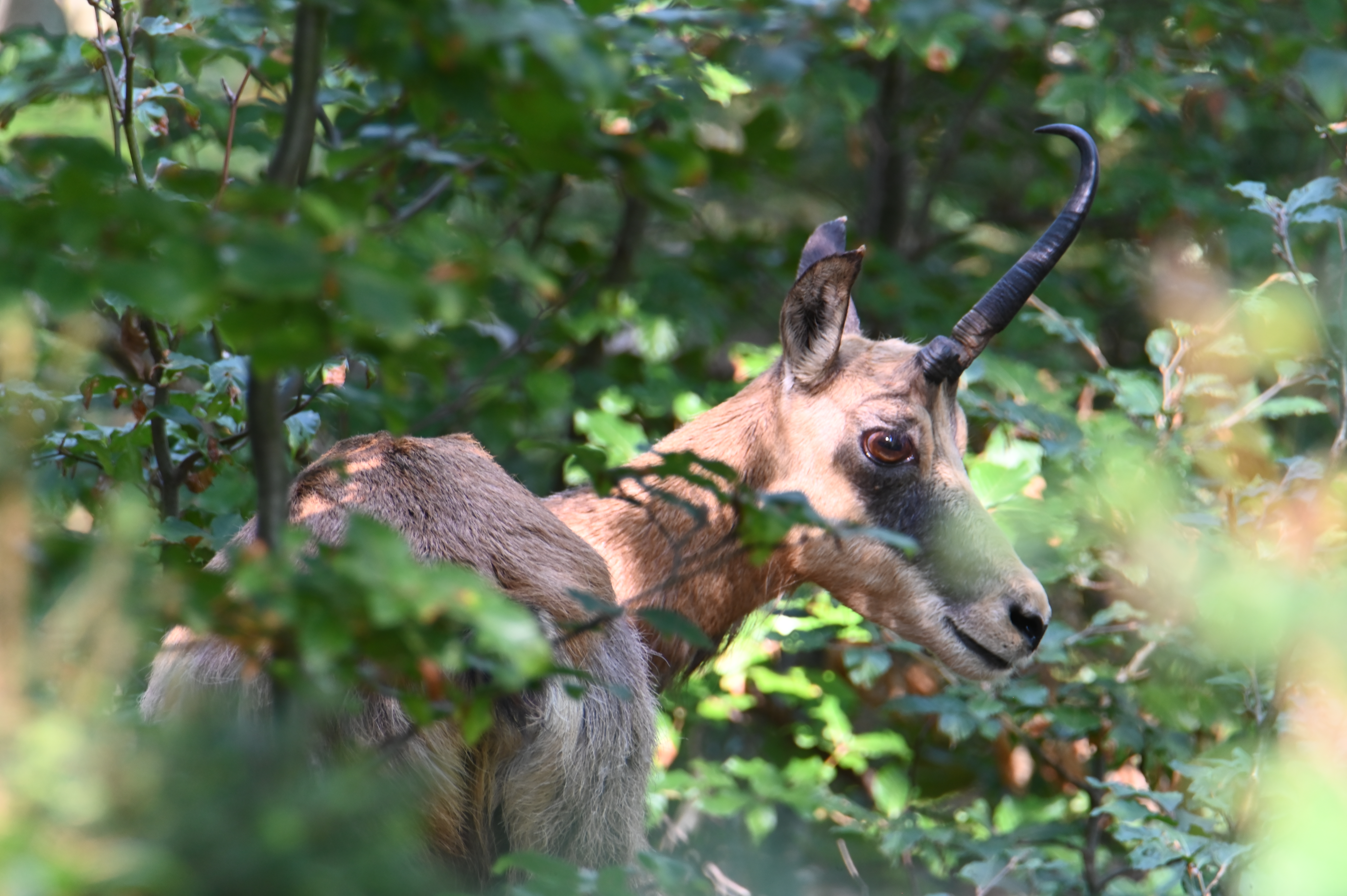 Chamois