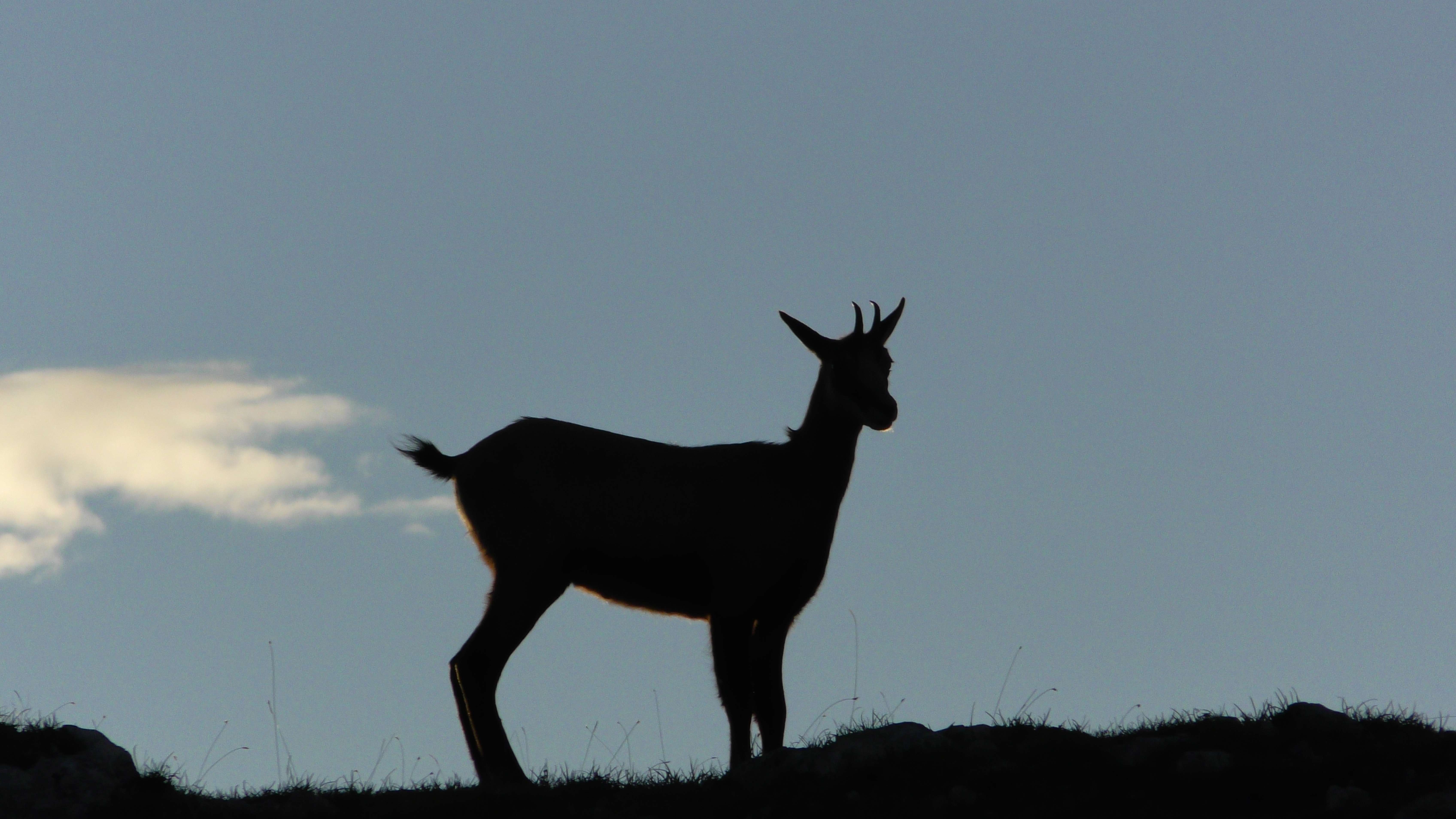 Chamois à l'aurore